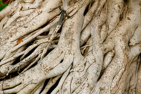rot, tre, gammel, natur, Logg, trerot, anlegg, mangrovene, bark, ingen folk, nærbilde, trestamme, håndverket, dag, stamme, full ramme, kunst og Håndverk, skulptur, kreativitet, utendørs, bakgrunn, mønster, eldgammel, menneskelig representasjon, strukturert, bas relief, 5K, CC0, offentlig domene, opphavsrett gratis