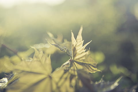 fokus bilde, grønn, leafed, anlegg, dagtid, fokus, bilde, natur, lys, lønnetre, bakgrunn, desktop, blad, utendørs, nærbilde, grønn farge, skog, høst, årstid, tre, defokusert, ingen folk, vekst, dag, selektiv fokusering, plante del, skjønnhet i naturen, skjørhet, friskhet, sårbarhet, ro, fokusere på forgrunnen, sollys, blomst, miljø, 2K, CC0, offentlig domene, opphavsrett gratis