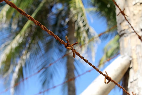 arame farpado, fio, oxidado, arame velho, sobre enferrujado, árvore, natureza, ao ar livre, visão de baixo ângulo, focar em primeiro plano, plantar, ninguém, dia, segurança, protecção, fechar-se, barreira, cerca, ramo, luz solar, fronteira, beleza na natureza, foco seletivo, 4K, CC0, domínio público, royalty free