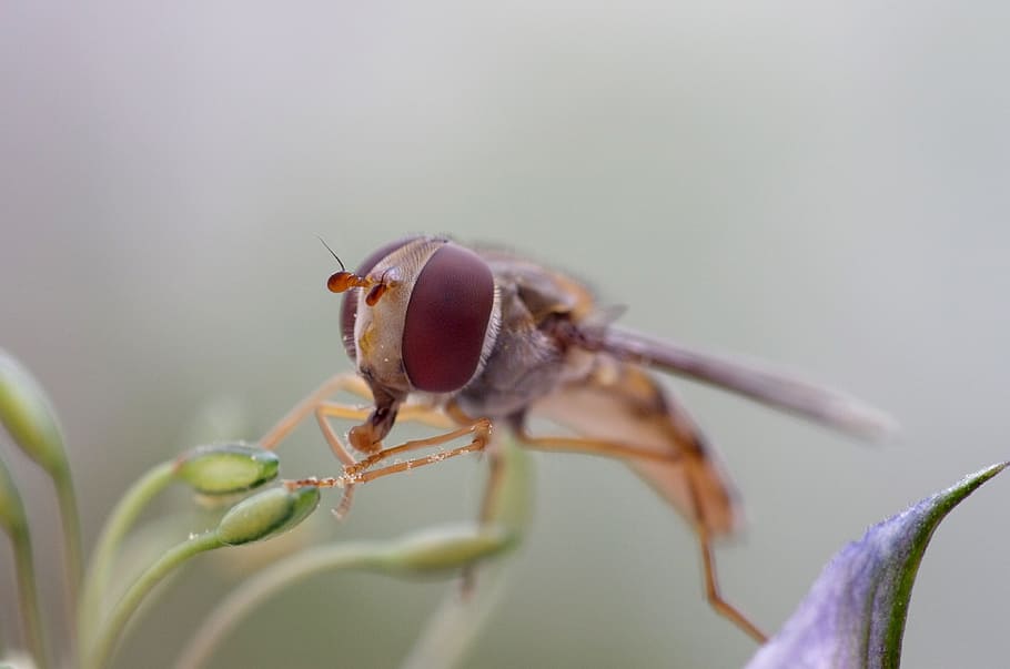 volar volar, fly, eye, naturalesa, ull, volar, passa el ratolí, insecte, macro, ala, salvatge, hoverfly, error, petit, tancar, animal, primer pla, vida salvatge, plaga, fauna animal, temes d'animals, animals a la natura, dia, invertebrat, planta, un animal, flor, cap gent, part del cos dels animals, fragilitat, centrar-se en primer pla, planta amb flors, vulnerabilitat, bellesa a la natura, frescor, ala dels animals, ampliació, cap d’animals, ull d’animals, porpra, 4K
