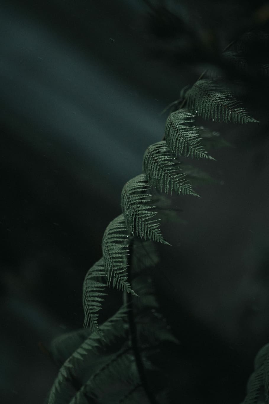 makro skudd, blader, grønn, fern plante, nærbilde fotografering, blad, tre, gren, mørk, bregne, vekst, grønn farge, natur, ingen folk, plante del, anlegg, natt, skjønnhet i naturen, arkitektur, selektiv fokusering, utendørs, nærbilde, land, skog, himmel, 5K