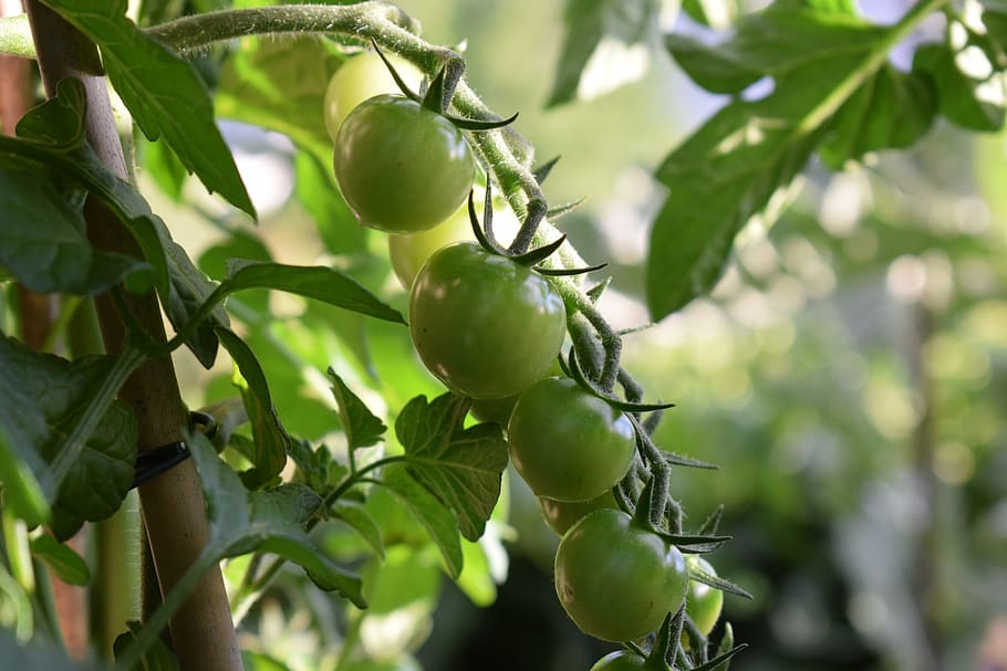 tomàquets, tomàquet, verdures, vegetals, cultiu, orgànic, jardí, plàntules, verdures fresques, vegetarià, cuinar, tomàquets verds, verd, balcó, planta, matriu ekologista, útil, créixer, tall, menjar, full, part de la planta, menjar i beguda, fruita, arbre, creixement, alimentació saludable, color verd, frescor, branca, cap gent, primer pla, dia, benestar, naturalesa, agricultura, a l'aire lliure, madur, 5K