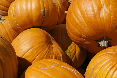 zucche, verdura, autunno, cibo e bevande, cibo, freschezza, colore arancione, mangiare sano, zucca, benessere, nessuno, avvicinamento, grande gruppo di oggetti, fotogramma intero, sfondi, agricoltura, Al dettaglio, mercato, Halloween, biologico, zucca - verdura, abbondanza, maturo, cibo vegetariano, 5K, CC0, dominio pubblico, privo di copyright