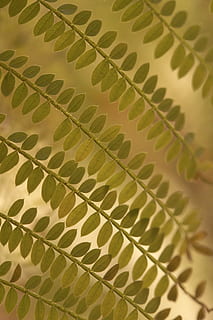 minuscolo, le foglie, volantini, pianta, pennate, bene, filigrana, vicino, verde, struttura, sfondo, foglia, parte vegetale, colore verde, avvicinamento, nessuno, crescita, natura, in casa, sfondi, fotogramma intero, modello, vena fogliare, giorno, bellezza nella natura, messa a fuoco selettiva, concentrarsi sulle conoscenze acquisite, luce del sole, natura morta, foglia di palma, 5K, CC0, dominio pubblico, privo di copyright