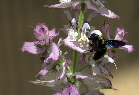 пчела, рейс, опыление, Insecta, цветок, природа, цветущее растение, завод, животные темы, хрупкость, свежесть, животное, лепесток, красота в природе, уязвимость, головка цветка, животные в дикой природе, беспозвоночный, одно животное, насекомое, дикая природа животных, крупный план, рост, соцветие, шмель, нет людей, пурпурный, на открытом воздухе, пыльца, 1080P, CC0, общественное достояние, роялти бесплатно