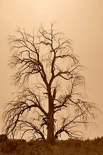 tree, dead, sepia, bare tree, sky, plant, branch, beauty in nature, sunset, nature, no people, scenics - nature, tranquility, non-urban scene, outdoors, tranquil scene, silhouette, environment, bird, land, vertebrate, orange color, 1080P, CC0, public domain, royalty free
