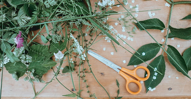 hvid, blomstrede blomster, ved siden af, saks, top, træ-, bord, flatlay, blomster, stængler, blomsterhandler, blad, stilk, træ, plante, plante del, grøn farve, natur, vækst, ingen mennesker, høj vinkel visning, dag, udendørs, mad og drikke, træ - materiale, mad, urt, tæt på, havearbejde udstyr, vand, vedbend, havearbejde, 4K, CC0, offentligt domæne, royaltyfrie
