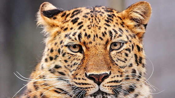 Brun, sort, tiger, leopard, portræt, leder, stirre, ansigt, hoved, feline, stor, kat, dyr, dyreliv, rovdyr, pletter, pels, undomesticated cat, natur, kødædende, dyr i naturen, stor kat, pattedyr, safari dyr, Afrika, dyre temaer, et dyr, kigger på kameraet, ingen mennesker, dyr kropsdel, fik øje på, carnivora, tæt på, dyr hoved, bakkenbart, dyr øje, gepard, 1080P, CC0, offentligt domæne, royaltyfrie