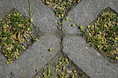 herbe, des briques, cocher, vue grand angle, plante, journée, croissance, personne, route, feuille, la nature, couleur verte, partie de la plante, transport, directement au-dessus, texturé, en plein air, rue, solide, rugueux, sentier, asphalte, ville, béton, 2K, CC0, domaine public, libre de droits