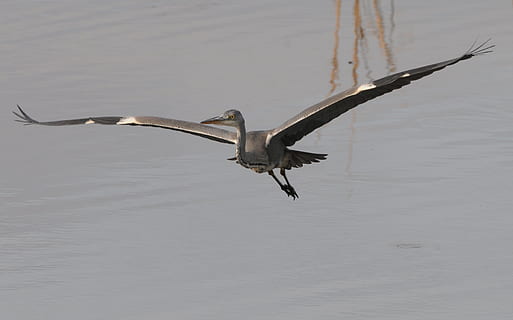 volo, planata, eleganza, un animale, temi animali, animali allo stato selvatico, fauna selvatica, nessuno, ali spiegate, animale, uccello, vertebrato, volante, acqua, lungomare, natura, lago, mezz'aria, giorno, uccello acquatico, bellezza nella natura, all'aperto, gabbiano, 2K, CC0, dominio pubblico, privo di copyright