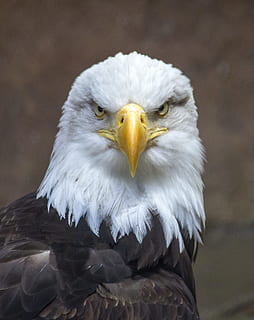 skallet, eagle nærbilde foto, dagtid, skallet ørn, nærbilde, bilde, Ørn, fugl, natur, rovdyret, amerikansk, symbol, dom, Amerika, vinge, nebb, jeger, fjær, usa, ett dyr, rovfugl, dyr kroppsdel, dyreliv, virveldyr, dyr, dyre temaer, dyr i naturen, fokusere på forgrunnen, eagle - bird, dag, dyr hode, ingen folk, portrett, hvit farge, dyr øye, 2K, CC0, offentlig domene, opphavsrett gratis