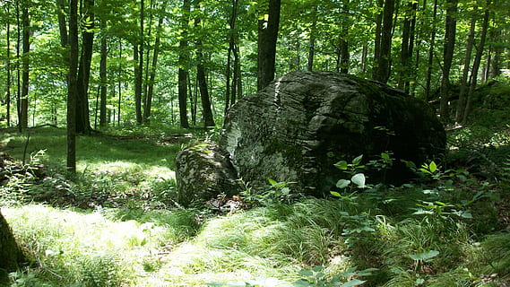 roccia, masso, foresta, boschi, natura, pietra, bosco, albero, pianta, terra, crescita, tronco, la tranquillità, tronco d'albero, bellezza nella natura, scena tranquilla, colore verde, giorno, scenics - natura, nessuno, scena non urbana, ambiente, luce del sole, all'aperto, pista, 2K, CC0, dominio pubblico, privo di copyright