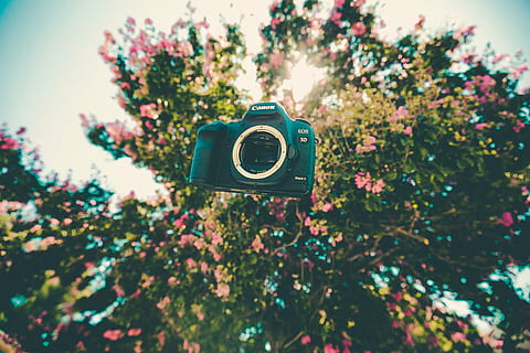 càmera, cànon, flotant, flora, flors, arbre, cap gent, a l'aire lliure, dia, primer pla, naturalesa, planta, tecnologia, vista d’angle baix, centrar-se en primer pla, enfocament selectiu, flor, color verd, llum solar, planta amb flors, temes de fotografia, càmera - equip fotogràfic, creixement, cel, 2K, CC0, domini públic, lliure de regalies