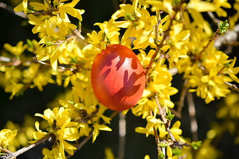 Ostern, Eier, Farben, Frühling, Eier färben, rot, Osterzeit, Gras, die tradition von, Ostereier, Schatten, Goldregen, Pflanze, Frische, Nahansicht, Lebensmittel, Blume, Essen und Trinken, blühende Pflanze, Natur, Wachstum, Fokus auf den Vordergrund, Obst, gesundes Essen, keine Leute, Sonnenlicht, draußen, Schönheit in der Natur, Tag, Gelb, Wohlbefinden, reif, 5K, CC0, gemeinfrei, lizenzfrei