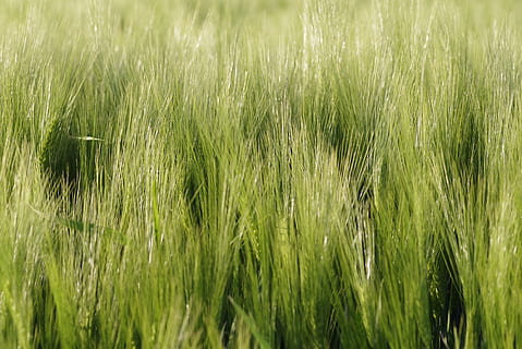 blat de moro, orelles, sègol, ordi, camp, collita, el cultiu de, agricultura, el rerefons, verd, madura, poble, cereals, paisatge, triticale, paper, herba, naturalesa, creixement, color verd, planta, terra, cultiu, planta de cereals, escena rural, fons, granja, cap gent, bellesa a la natura, marc complet, dia, enfocament selectiu, tranquil·litat, a l'aire lliure, vent, 5K, CC0, domini públic, lliure de regalies