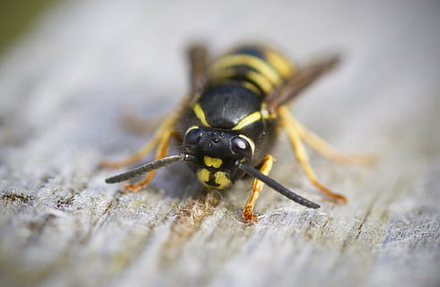 selectief, focus fotografie, geel, jas bee, wesp, macro, insect, gestreept, steek, natuur, prikkel, dieren in het wild, horzel, bij, klein, één dier, dierlijke thema's, dierenleven, detailopname, selectieve aandacht, dag, geen mensen, buitenshuis, ongewerveld, dierlijke lichaamsdeel, extreem dichtbij, lidmaat, dierlijk oog, 1080P, CC0, publiek domein, royaltyvrij