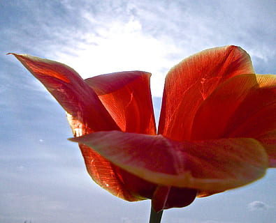 Tulpe, rot, Himmelblau, Wolke, Blume, blühende Pflanze, Frische, Blütenblatt, Pflanze, Schönheit in der Natur, Zerbrechlichkeit, Verletzlichkeit, Himmel, Natur, Nahansicht, Blütenkopf, Blütenstand, Wachstum, wolke - himmel, keine Leute, Flachwinkelansicht, Tag, Pollen, draußen, Weichheit, 2K, CC0, gemeinfrei, lizenzfrei