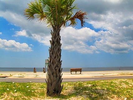 golf, coastă, plajă, copac, organic, agricultură, în aer liber, mediu inconjurator, trompă, frunze, natură, pustie, palmier, tropical, mal, nisip, cer, nor - cer, climat tropical, teren, plantă, mare, apă, zi, scenice - natura, orizont, frumusețe în natură, o scenă liniștită, liniște, nici o persoana, orizontul peste apă, palmier de cocos, copac tropical, 4K, CC0, domeniu public, fără drepturi de autor