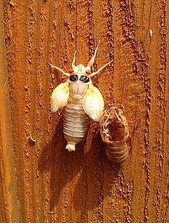 cigala, molted, shell, magicicada, muda, 17 anys, disset anys, periòdic cigala, ecdysis, Amèrica del nord, tanca, fusta, temes d'animals, un animal, cap gent, a l'interior, gos, fauna animal, animal, primer pla, material de fusta, vista d’angle alt, naturalesa, invertebrat, animals a la natura, dia, llum solar, insecte, menjar i beguda, taula, benestar, mamífer, petit, 2K, CC0, domini públic, lliure de regalies