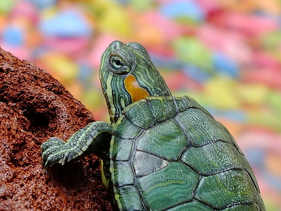 grøn, skildpadde, Brun, klippe, dyr, vand skabning, loggerhead havskildpadde, vand, forgrunden, skildpadde og tiger, fisk, vanddyr, rustning, beskyttelse, krybdyr, sten-, natur, dyreliv, dyre temaer, et dyr, hvirveldyr, tæt på, dyr i naturen, fokus på forgrunden, ingen mennesker, dag, skal, dyreskal, skildpadde skal, udendørs, grøn farve, plante, dyr hoved, profilvisning, 1080P