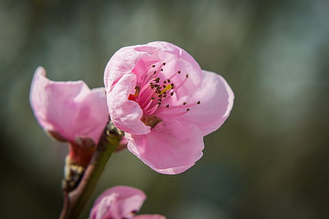 flor, floración, primavera, nectarina, naturaleza, rosado, flor de nectarina, ramita floreciente, árbol frutal en flor, jardín, planta, planta floreciendo, color rosa, fragilidad, vulnerabilidad, pétalo, frescura, de cerca, belleza en la naturaleza, inflorescencia, crecimiento, cabeza de flor, centrarse en primer plano, nadie, enfoque selectivo, día, polen, al aire libre, flor de cerezo, 4K, CC0, dominio público, libre de derechos