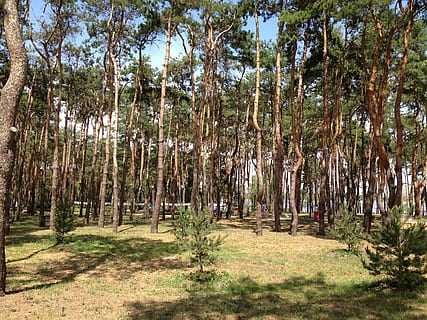 Wald, Kiefer, Bäume, Nadeln, Russland, voronezh, Fichte, lebende Natur, Baum, Pflanze, Land, Wachstum, Ruhe, Schönheit in der Natur, Kofferraum, Baumstamm, Natur, ruhige Szene, keine Leute, Tag, Sonnenlicht, Szenen - Natur, Nicht-städtische Szene, Landschaft, draußen, Umgebung, Bambuspflanze, von Bäumen gesäumt, 2K, CC0, gemeinfrei, lizenzfrei