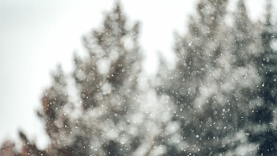 sense títol, neu, arbres, nevar, floc de neu, desert, paisatge, naturalesa, explorar, macro, christma, hivern, bokeh, fred, bosc, arbre, temperatura de fred, dia, cap gent, a l'aire lliure, clima extrem, vent de neu, tempesta, bellesa a la natura, cel, planta, medi ambient, centrar-se en primer pla, Color blanc, pi, arbre de coníferes, 5K, CC0, domini públic, lliure de regalies