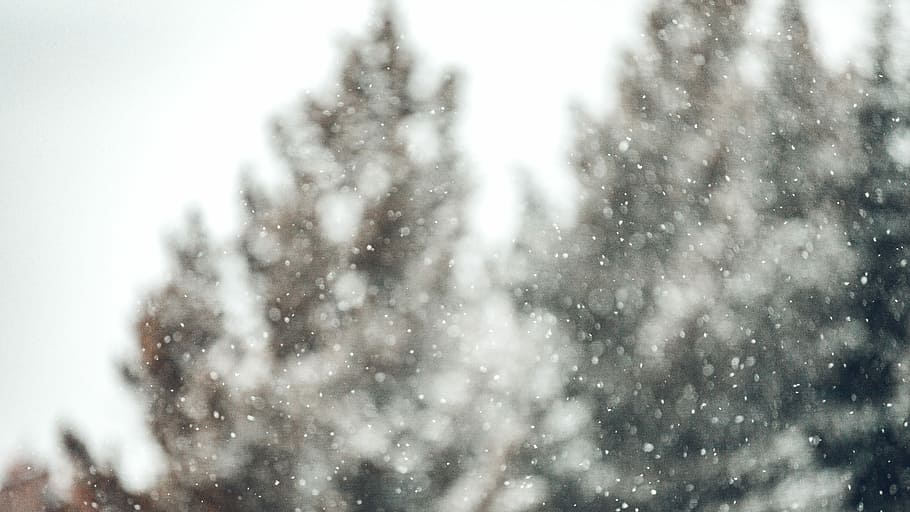 untitled, sne, træer, sner, snefnug, ødemark, landskab, natur, udforske, makro, christma, vinter, bokeh, kold, Skov, træ, kold temperatur, dag, ingen mennesker, udendørs, ekstremt vejr, snestorm, storm, skønhed i naturen, himmel, plante, miljø, fokus på forgrunden, hvid farve, fyrretræ, nåletræ, 5K