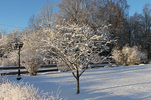 ฤดูหนาว, Uppsala, หนาว, เต็มไปด้วยหิมะ, หิมะ, ธรรมชาติ, อุณหภูมิเย็น, ต้นไม้, ปลูก, ความงามในธรรมชาติ, ไม่มีคน, สีขาว, ท้องฟ้า, แช่แข็ง, สาขา, วัน, ความเงียบสงบ, Scenics - ธรรมชาติ, ที่ดิน, กลางแจ้ง, ต้นไม้เปล่า, ฉากที่เงียบสงบ, หิมะตก, 2K, CC0, โดเมนสาธารณะ, ค่าลิขสิทธิ์ฟรี