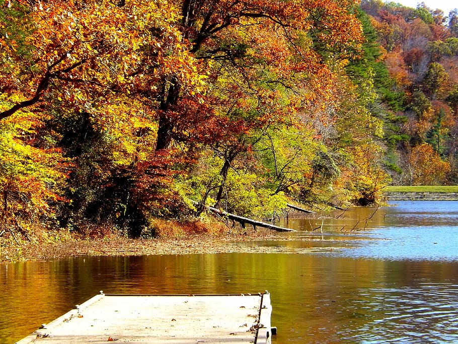 llac, caure, arbres, fulles, tardor, naturalesa, arbre, temporada, bosc, full, fullatge, paisatge, aigua, parc, escènic, reflexió, cap gent, canvi, planta, tranquil·litat, bellesa a la natura, color taronja, dia, creixement, escena tranquil·la, escenics - natura, idíl·lic, davant del mar, a l'aire lliure, col·lecció de tardor, 4K