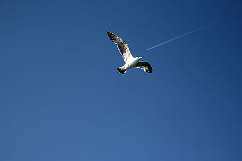 måge, himmel, hale, flyve, blå, tapet, himlen, flyvende, et dyr, dyreliv, dyre temaer, dyr i naturen, dyr, fugl, spredte vinger, hvirveldyr, skyfri himmel, Midt i luften, lav vinkel visning, kopiere plads, ingen mennesker, dyr kropsdel, dag, natur, udendørs, dyrefløj, stork, direkte under, 5K, CC0, offentligt domæne, royaltyfrie