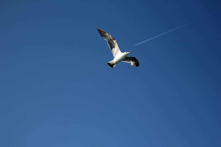 gavina, cel, cua, volar, blau, fons de pantalla, el cel, volant, un animal, fauna animal, temes d'animals, animals a la natura, animal, ocell, ales separades, vertebrats, cel clar, a l'aire, vista d’angle baix, còpia espai, cap gent, part del cos dels animals, dia, naturalesa, a l'aire lliure, ala dels animals, cigonya, directament a sota, 5K
