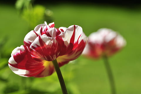tulipano, bianca, rosso, primavera, fioritura precoce, verde, giardino, colore, vicino, carnaval de nice, fiore, pendenza, fiorire, fioritura, pianta fiorita, pianta, fragilità, bellezza nella natura, vulnerabilità, avvicinamento, freschezza, petalo, natura, concentrarsi sulle conoscenze acquisite, stelo vegetale, infiorescenza, testa di fiore, messa a fuoco selettiva, crescita, colore verde, nessuno, all'aperto, 4K, CC0, dominio pubblico, privo di copyright
