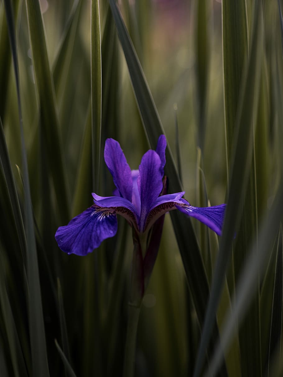 lilla blomst, tæt, fotografering, lilla, iris blomst, flor, blomst, græs, blade, blad, plante, have, grøn, natur, udendørs, baggrund, iri, blomstrende plante, friskhed, skønhed i naturen, sårbarhed, vækst, skrøbelighed, tæt på, kronblad, blomsterstand, blomsterhoved, ingen mennesker, botanik, dag, selektiv fokusering, iris, forår, iris - plante, pollen, 5K