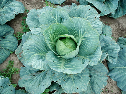 coles, repollo, planta, vegetal, hoja, color verde, día, de cerca, frescura, crecimiento, parte de la planta, alimentación saludable, nadie, comida y bebida, belleza en la naturaleza, naturaleza, comida, vista de alto ángulo, tierra, al aire libre, directamente arriba, 2K, CC0, dominio público, libre de derechos