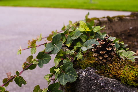 pinecone, rudenī, lapas, kritums, raksturs, augu, augu daļa, nav cilvēku, dienā, zaļā krāsa, izaugsmi, koncentrēties uz jaunajām zināšanām, tuvplāns, ārā, skaistums dabā, ūdens, selektīvu fokusu, svaigumu, augsts leņķa skats, miers, ceļš, saules gaisma, 2K, CC0, publiskais domēns, bez atlīdzības