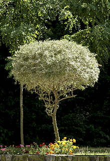 arbre, jardí, a l'aire lliure, primavera, llum solar, florint, fullatge, planta, creixement, flor, planta amb flors, naturalesa, bellesa a la natura, cap gent, dia, frescor, parc, tranquil·litat, parc - l'home va fer espai, vulnerabilitat, fragilitat, color verd, jardí formal, botànica, cap de flor, 1080P, CC0, domini públic, lliure de regalies