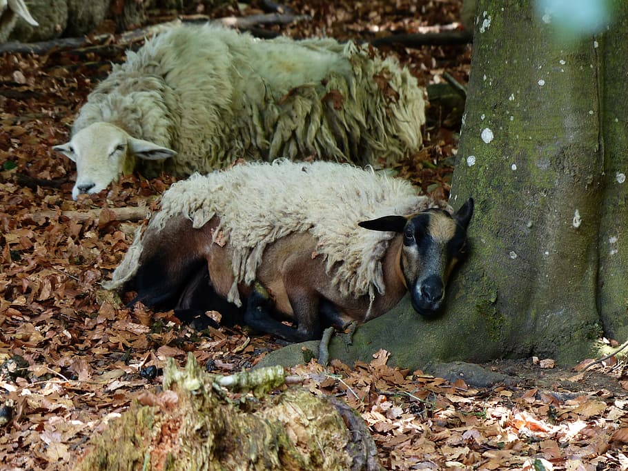 ovelles, preocupacions, dormir, descans, bosc, registre, schur, llana, animals, fatiga, grup d’animals, temes d'animals, mamífer, animal, vertebrats, nacional, animals domèstics, mascotes, cap gent, bestiar, naturalesa, dia, animal jove, relaxació, terra, camp, a l'aire lliure, dos animals, vista d’angle alt, família d’animals, 4K