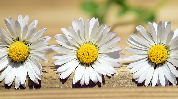 tres margaritas blancas, margarita, verano, flor, primavera, flor puntiaguda, blanco, naturaleza, cerrar, floración, composites, hermoso, alegre, tarjeta de felicitación, simplemente, belleza simple, amarillo, fragilidad, cabeza de flor, nadie, día, de cerca, belleza en la naturaleza, planta, planta floreciendo, frescura, vulnerabilidad, pétalo, el color blanco, inflorescencia, crecimiento, polen, enfoque selectivo, 5K, CC0, dominio público, libre de derechos
