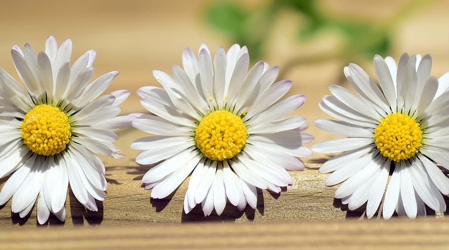 tres margarides blanques, margarida, estiu, flor, primavera, flor punxeguda, blanc, naturalesa, tancar, florir, composites, bonic, alegre, targeta de felicitació, simplement, bellesa simple, groc, fragilitat, cap de flor, cap gent, dia, primer pla, bellesa a la natura, planta, planta amb flors, frescor, vulnerabilitat, pètal, Color blanc, inflorescència, creixement, pol·len, enfocament selectiu, 5K