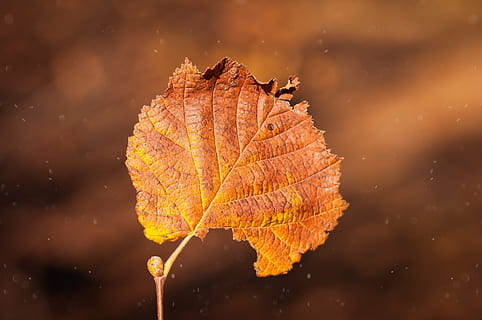 blad, brun, individuellt, stänga, löv, lövverk, höstlöv, höst, höstsol, solljus, höstfärger, höstfärg, torr, torrt blad, natur, gyllene höst, faller lövverk, bladåren, växtdel, Byta, närbild, inget folk, bladvenen, växt, orange färg, utomhus, fokusera på förgrunden, skönhet i naturen, sårbarhet, dag, bräcklighet, vatten, naturligt mönster, lönnlöv, naturligt tillstånd, falla, 1080P, CC0, offentligt domän, royaltyfria