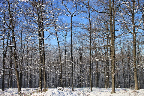 foresta, la neve, inverno, alberi, boschi, freddo, brina, paesaggio, natura, nevicata, congelato, tranquillo, ambiente, panoramico, rami, nevoso, all'aperto, rurale, idilliaco, frigido, temperatura fredda, albero, pianta, bellezza nella natura, la tranquillità, nessuno, terra, albero nudo, scenics - natura, tronco d'albero, scena tranquilla, tronco, scena non urbana, giorno, bosco, 2K, CC0, dominio pubblico, privo di copyright