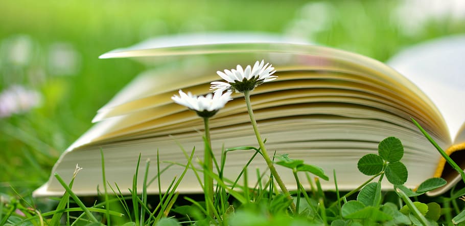 selectiu, foto del focus, obert, llibre, herba, llegir, relaxa't, prat, pàgines de llibres, educació, llibres, aprendre, literatura, margarida, estudiar, pàgines, llançat, color verd, naturalesa, a l'aire lliure, cap gent, dia, primer pla, bellesa a la natura, animals a la natura, flor, planta, planta amb flors, frescor, estiu, full, part de la planta, enfocament selectiu, primavera, relaxació, activitat, activitat d'oci, jardí ornamental, 5K