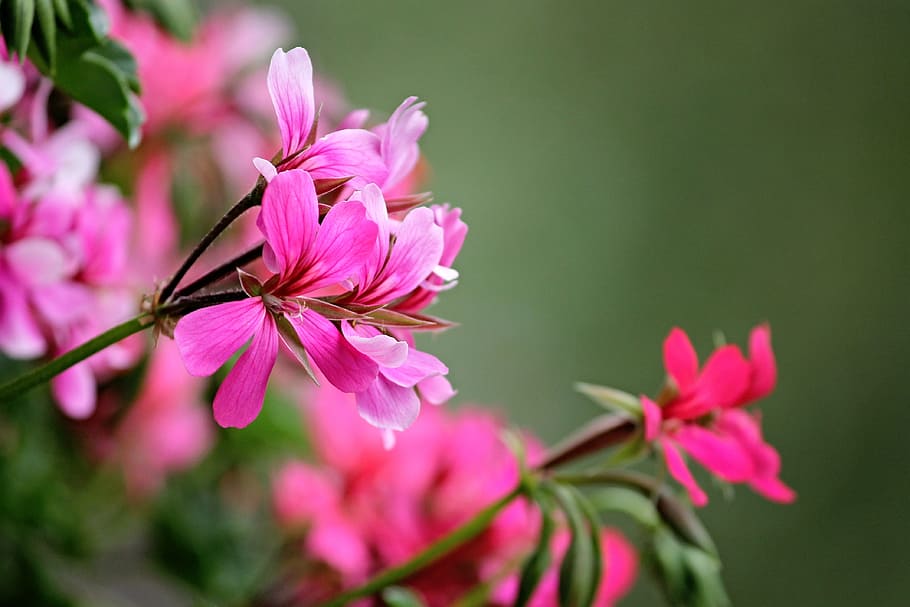 nærbillede foto, lyserød, geranium blomster, geranium, blomster, rød, dekorative, plante, lyserød blomst, tæt, afgrøde, botanisk, knop, balkon boks, kronblade, støvdragere, forår, flor, balkon plante, haveplante, geranium drivhus, prydplante, blomst, blomstrende plante, lyserød farve, skønhed i naturen, skrøbelighed, friskhed, sårbarhed, kronblad, vækst, tæt på, blomsterstand, blomsterhoved, natur, ingen mennesker, fokus på forgrunden, blomstre, dag, udendørs, pollen, Kirsebærtræ, kirsebær blomst, 4K