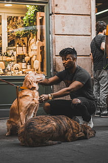 man, black, crew-neck t-shirt petting, golden, retriever, street, sitting, two, yellow, labrador retriever, american pit bull terrier, real people, pets, domestic, one person, mammal, domestic animals, one animal, young adult, vertebrate, lifestyles, full length, men, young men, leisure activity, casual clothing, pet owner, 5K, CC0, public domain, royalty free
