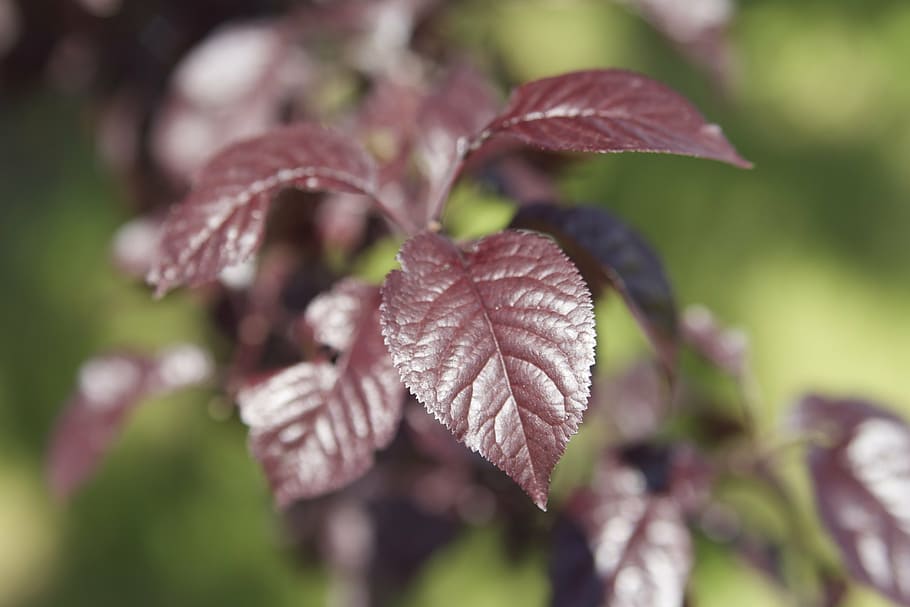 Makro, Blatt, Natur, Farben, Frühling, Blume, lila, Pflanze, burgunder blätter, Nahansicht, grüne Farbe, Pflanzenteil, Schönheit in der Natur, Verletzlichkeit, Zerbrechlichkeit, keine Leute, Wachstum, Fokus auf den Vordergrund, selektiver Fokus, Tag, draußen, Frische, Herbst, Blätter, Blattvene, Botanik, Veränderung, natürlicher Zustand, 5K