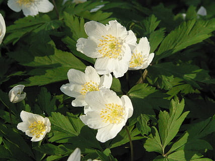 Anemone, Frühling, Blumen, Wald, blühend, Natur, wilde Blume, Holz, Grün, Blume, weiße Farbe, Zerbrechlichkeit, keine Leute, Frische, Blütenblatt, Wachstum, Tag, Schönheit in der Natur, blühende Pflanze, Pflanze, Verletzlichkeit, Blatt, Pflanzenteil, Blütenkopf, Nahansicht, Blütenstand, grüne Farbe, draußen, Pollen, 2K, CC0, gemeinfrei, lizenzfrei