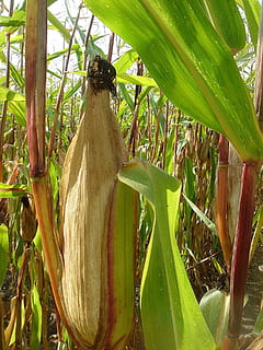 corn, ear, field, autumn, harvest, plant, growth, green color, leaf, nature, plant part, day, no people, beauty in nature, close-up, food, food and drink, outdoors, freshness, land, tree, banana, tranquility, banana tree, bamboo - plant, 1080P, CC0, public domain, royalty free