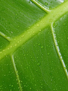 blad, dråber, grøn, fugtighed, grøn farve, baggrunde, dråbe, friskhed, plante del, tæt på, våd, fuld ramme, vand, plante, ingen mennesker, natur, skønhed i naturen, mad og drikke, mønster, makro, regn, udendørs, dug, renhed, regndråbe, 2K, CC0, offentligt domæne, royaltyfrie