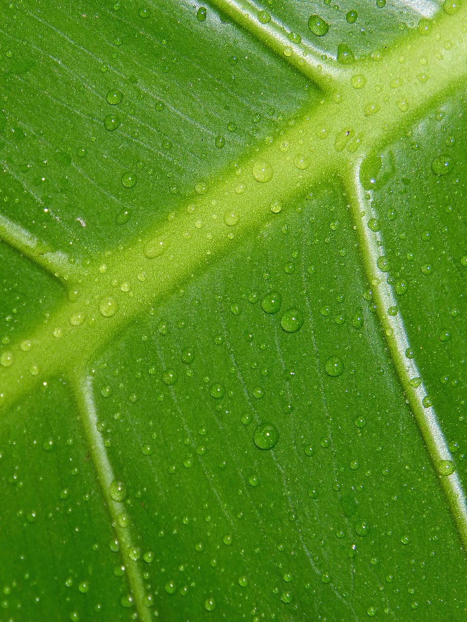 blad, dråber, grøn, fugtighed, grøn farve, baggrunde, dråbe, friskhed, plante del, tæt på, våd, fuld ramme, vand, plante, ingen mennesker, natur, skønhed i naturen, mad og drikke, mønster, makro, regn, udendørs, dug, renhed, regndråbe, 2K